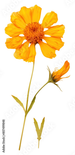 PNG  Real Pressed a marigold flower petal plant. © Rawpixel.com