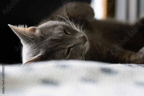 気だるそうな猫