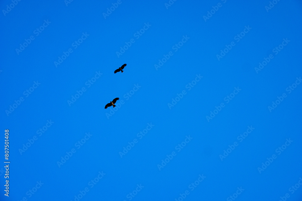 対の鳥と青空 対の鳥と青空