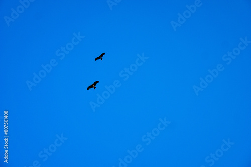 対の鳥と青空