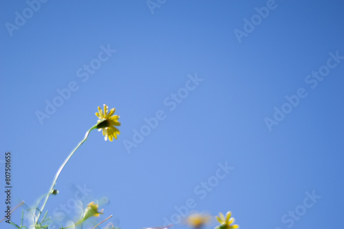 花と青空