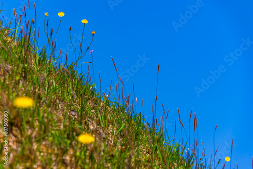 青空と土手の雑草と風に揺れる黄色い花 20240503-1