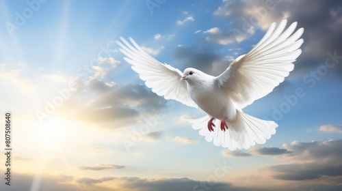 Majestic white dove flying in the sky