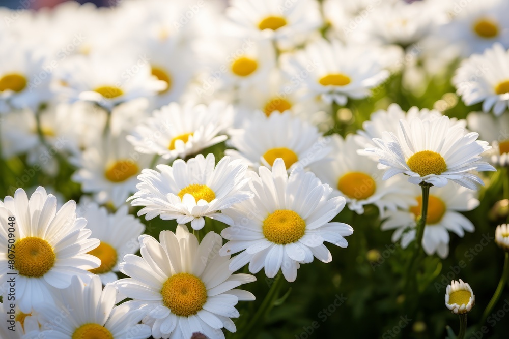 beautiful white daisy flowers in a field