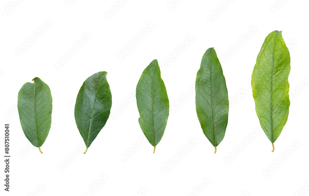 Set de cinco hojas verdes grandes y pequeñas en fondo transparente 