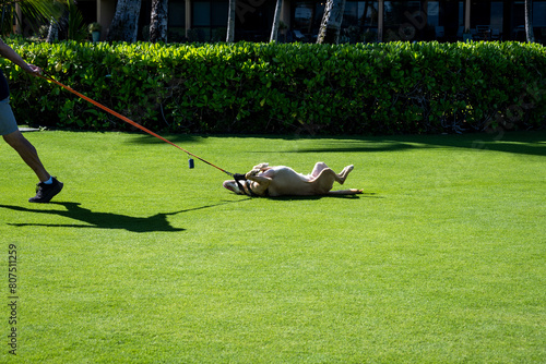 Photography Funny dog laying on back and rolling on a pristine grass lawn while his person i