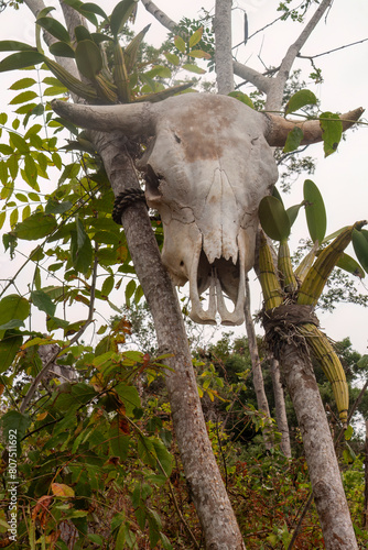 Bull Skull on a hiking path in Las Animaa, Jalisco, Mexico