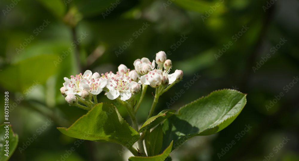 Flowering of aronia with green leaves in closeup Flowering of aronia with green leaves in closeup