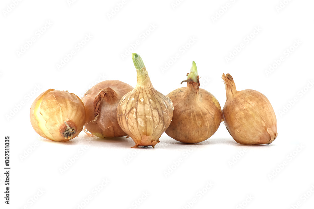 Fototapeta premium Onion seed isolated on white background, spring bulbs