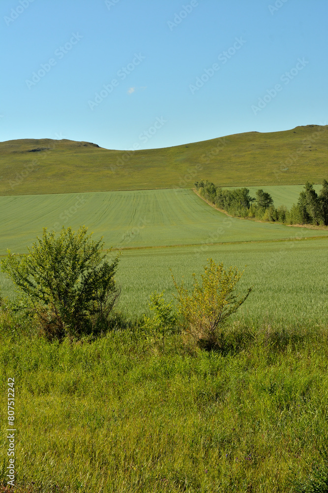Obraz premium Bushes along a row of tall grass in a field planted with oats stretching to the top of a hill on a summer sunny day.