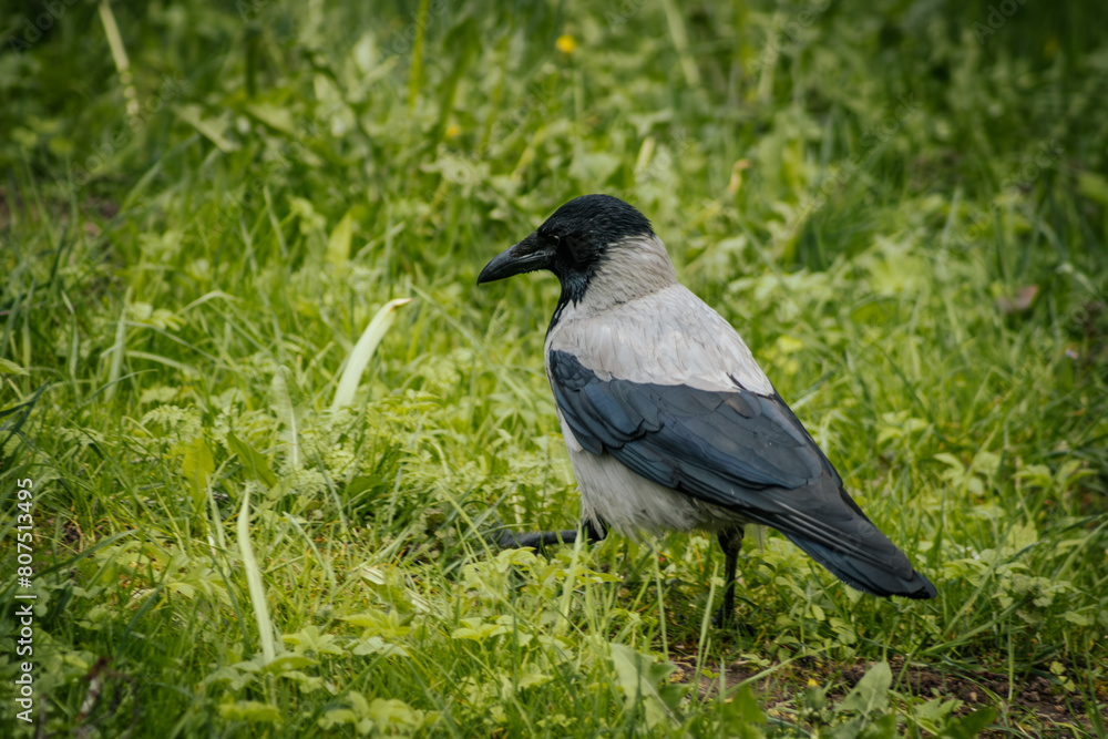 gray crow foraging in green grass gray crow foraging in green grass