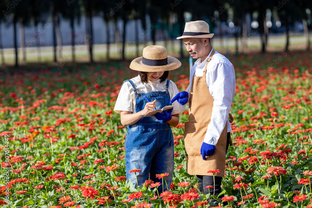 Fototapeta premium Team of Asian farmer and florist is working in the farm while cutting red zinnia flower using secateurs for cut flower business for deadheading, cultivation and harvest season