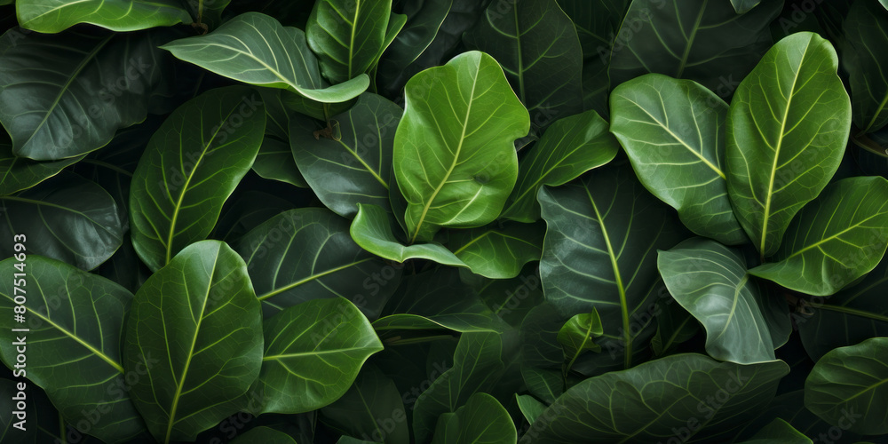 Tropical Fiddle Leaf Fig green leaves background, horizontal Top down view. close - up shot Tropical Fiddle Leaf Fig green leaves background, horizontal Top down view. close - up shot