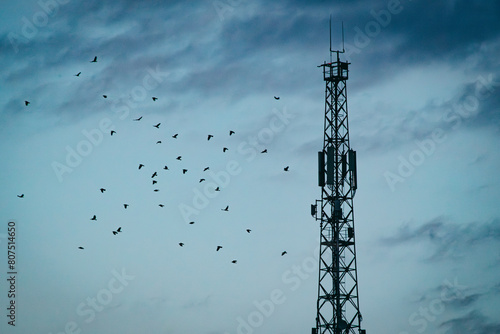 gray crows fly around the communication tower photo