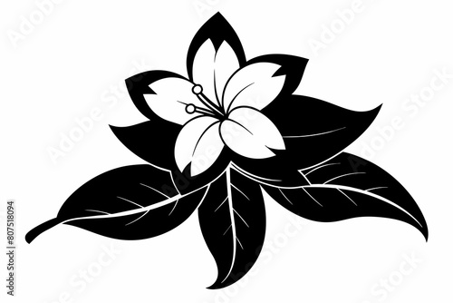 jasmine black and white flower silhouette on white background, Vector illustration, bird, icon, svg, characters, Holiday t shirt, Hand drawn trendy Vector illustration, flower