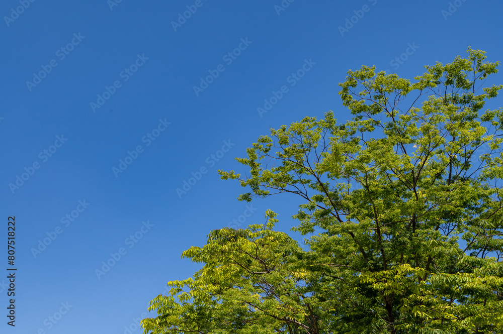 ５月の空は気持ちが良い。