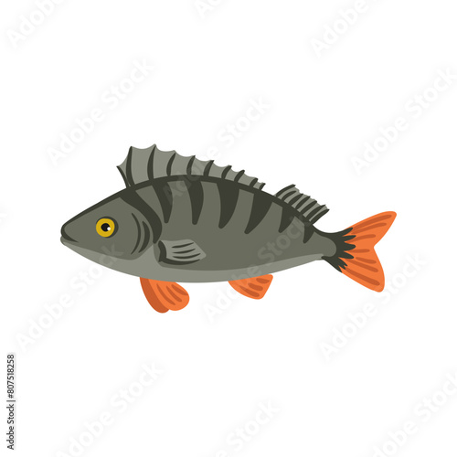 Vector drawing fish, European perch isolated at white background, hand drawn vector illustration