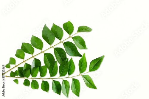 fresh indian spice green curry leaves also known in india as curry patta,sweet neem,kadhi patta herb use in indian gujarati food like kadhi,rasam,chutney,sambhar,dall,white background,copy space photo