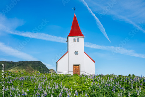 Pretty white church in Vik, Iceland surround by blooming lupine flowers during spring