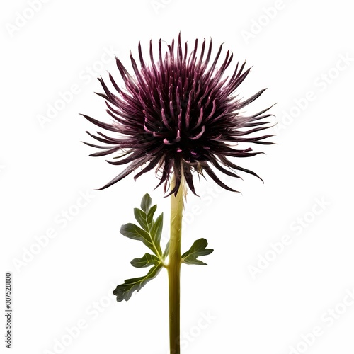 Wallpaper Mural Black salsify vegetable white background, Ai Generated Torontodigital.ca