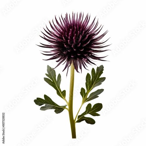 Black salsify vegetable white background, Ai Generated photo