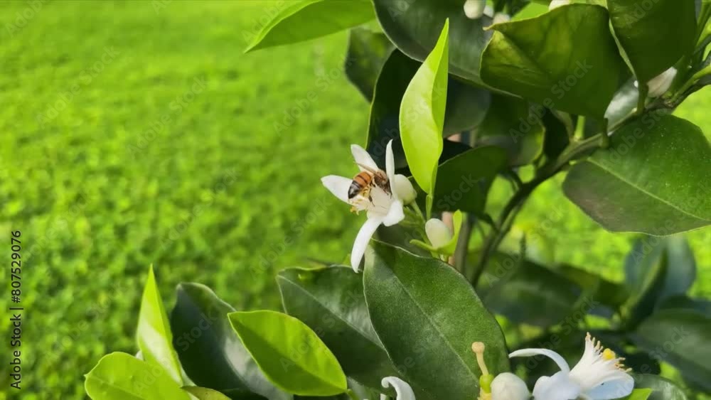 A close-up shot of a busy bee collecting pollen from a delicate white flower on the branch of a fruit tree, highlighting the intricate details of the flower and the bee's important work. A close-up shot of a busy bee collecting pollen from a delicate white flower on the branch of a fruit tree, highlighting the intricate details of the flower and the bee's important work.