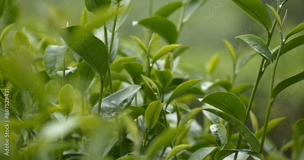 Fototapeta premium Green tea tree leaves field young tender bud herbal Green tea tree in camellia sinensis organic farm. Close up Fresh Tree tea plantations mountain green nature in herbal farm plant background morning