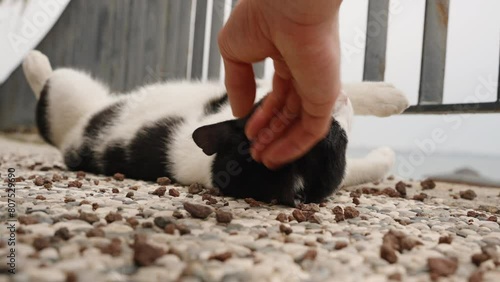 A man's hand strokes a street cat lying on the promenade against the backdrop of the sea.