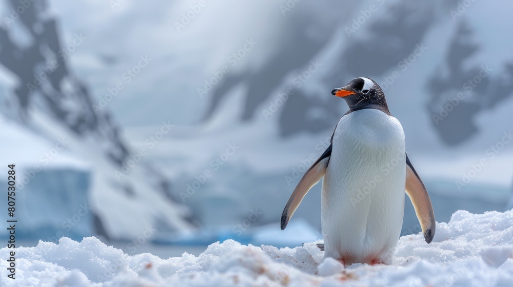 Obraz premium Anvers Island, Antarctica, Gentoo Penguin (Pygoscelis papua) standing beneath looming mountains