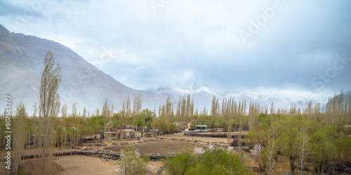 Panoramic view of camping sites, farmland, and resorts in Leh, Ladakh. Landscape view of rocky land and apricot trees surrounded by Himalayas and Dramatic clouds.