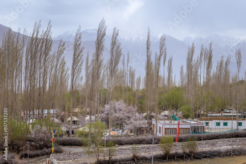 Panoramic view of camping sites and resorts in Leh, Ladakh. Landscape view of rocky land and apricot trees surrounded by Himalayas and Dramatic clouds.