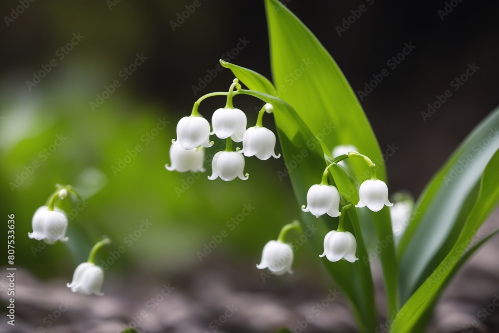 Whispers of Spring: Lily of the Valley Blooms Whispers of Spring: Lily of the Valley Blooms