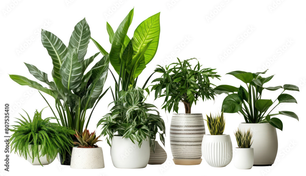 PNG Houseplants houseplant vase leaf