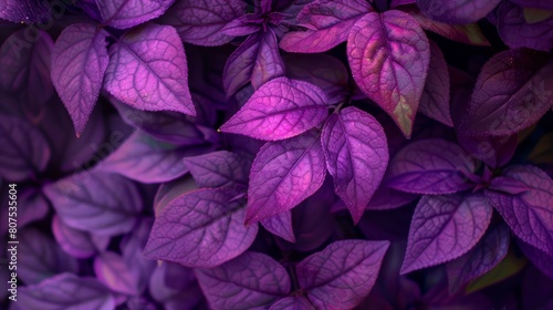 Purple flowers and purple wallpaper background © LU