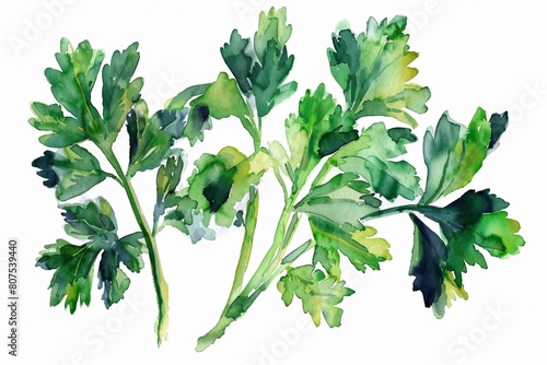 Watercolor Illustration of Fresh parsley Leaves photo