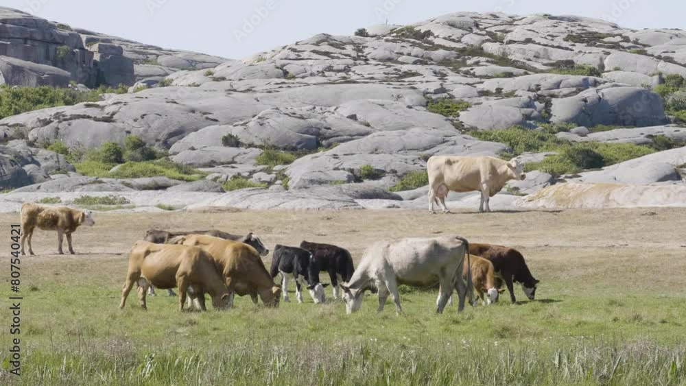 Heard of Cows Grazing with Coastal Granite Background, Slow Motion Heard of Cows Grazing with Coastal Granite Background, Slow Motion