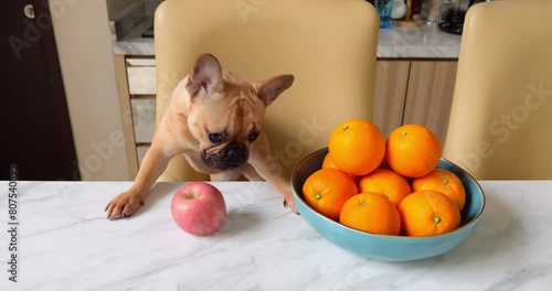 Puzzled and hungry puppy stands on front paws at dining table, quickly sniffing large bowl of oranges before looking up with questioning, dewy eyes - seemingly uninterested in those fruits photo