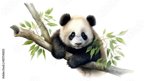 PNG Panda wildlife animal mammal. photo