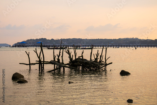 Tree before sunset at Rawai beach Phuket Thailand