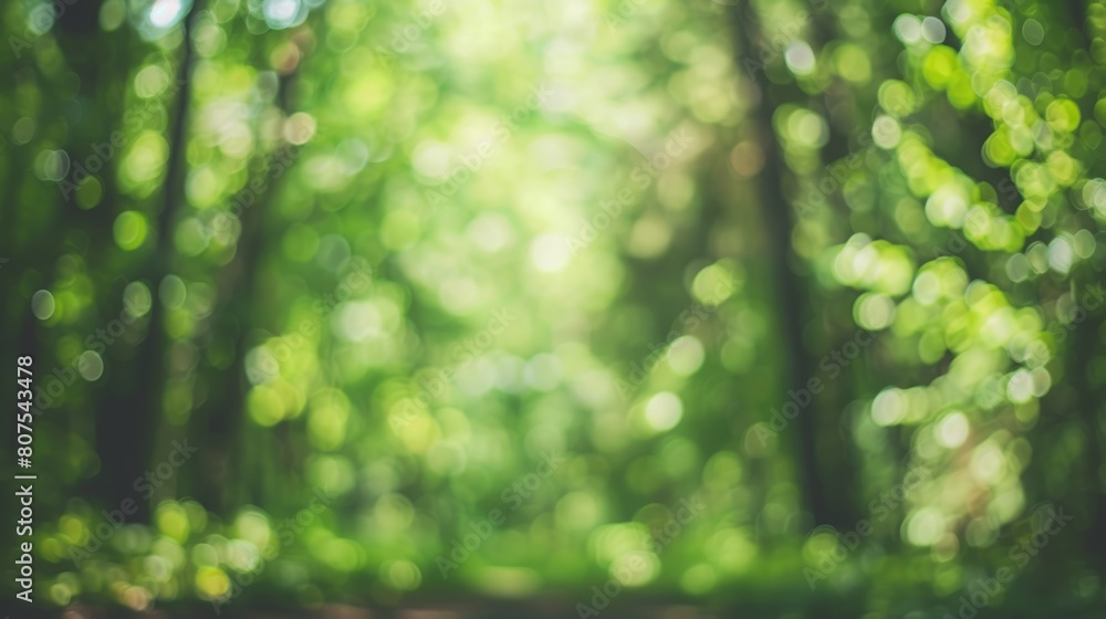 Obraz premium blurry forest trees leafs background, copy and text space, 16:9