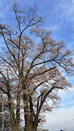 桜と空 © ユウダイ タニガワ