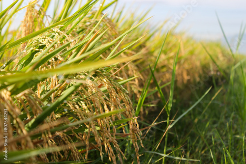 Rice that has turned yellow is ready to be harvested photo