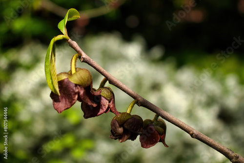 Red Paw Paw blooming on a spring day in the Hermannshof Gardens in Weinheim, Germany. photo