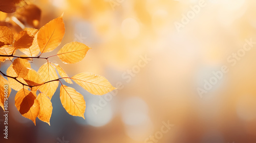 Autumn background, leaves and blurred sunlight