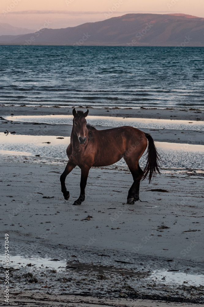 horse on the beach horse on the beach