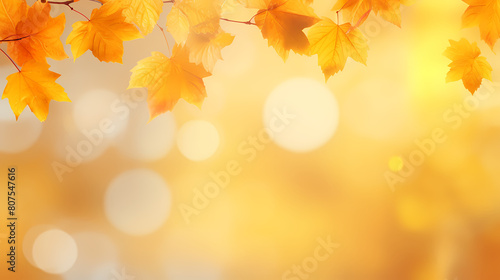 Autumn background  leaves and blurred sunlight
