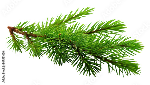 PNG  Fir-tree branch spruce nature plant.