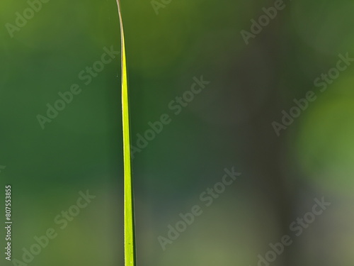 Tokyo, Japan - May 5, 2024:  Closeup of a grass leaf illuminated with the morning sun