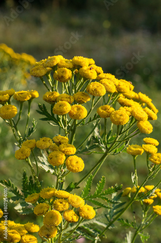 Southern Urals  flowering common tansy  Tanacetum vulgare  in a meadow.