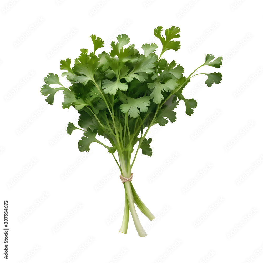 Fototapeta premium Parsley,s Thai food ingredient